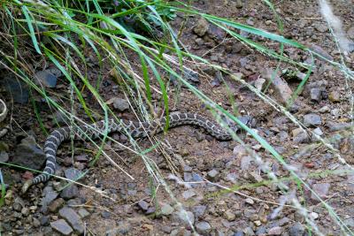 Little rattlesnake.jpg