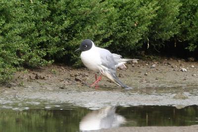 Bonaparte's Gull with injured wing