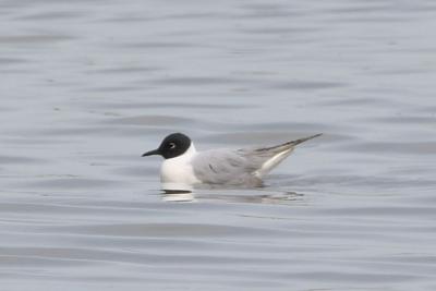 Bonaparte's Gull (injured wing)