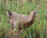 Clapper Rail