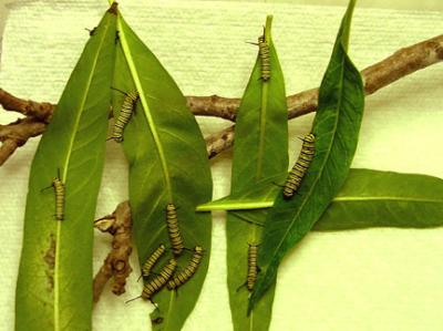 monarch caterpillars