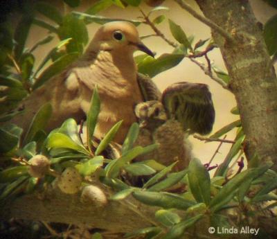 mourning... taken with scope