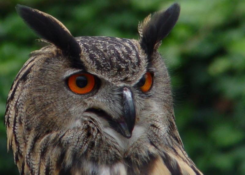 Eagle Owl <i>Bubo Bubo</i>