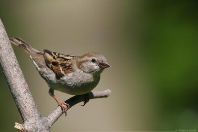 House Sparrow Passer Domesticus