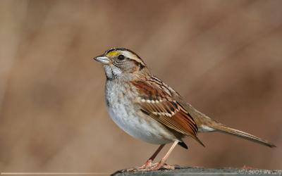 White Throated Sparrow <i>Zonotrichia albicollis</i>