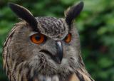 Eagle Owl Bubo Bubo