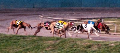 Corpus Christi Greyhound Track