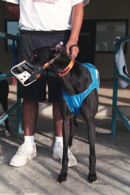 Racing Greyhounds are muzzled for their safety