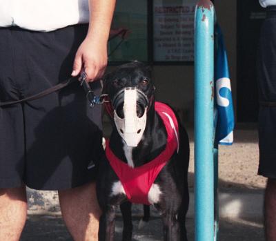 Corpus Christi Greyhound Track