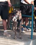 Corpus Christi Greyhound Track