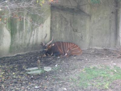 CZoo1.jpg