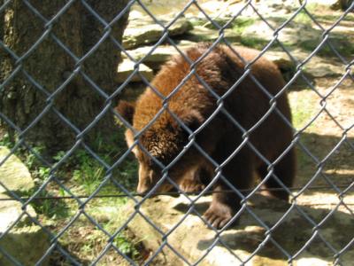 CZoobear.jpg