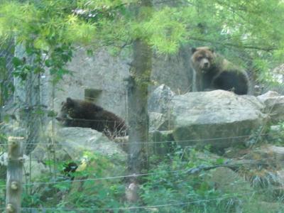 CZoobears.jpg