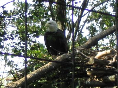 CZooeagle.jpg