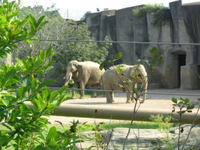 CZooelephant.jpg