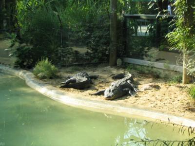 CZoogators.jpg