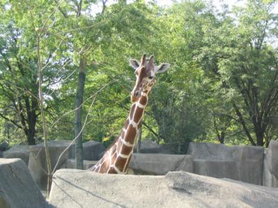 CZoogiraffe.jpg