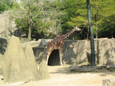 CZoogiraffe2.jpg