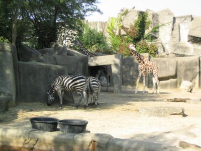 CZooZebra.jpg