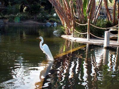 Snowy Egret  - San Diego Wild Animal Park in Escondido