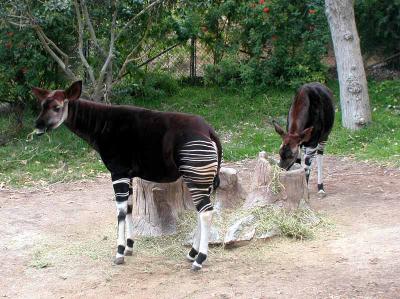 Okapi  - San Diego Wild Animal Park in Escondido