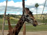Giraffes  - San Diego Wild Animal Park in Escondido