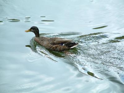 Duck swim