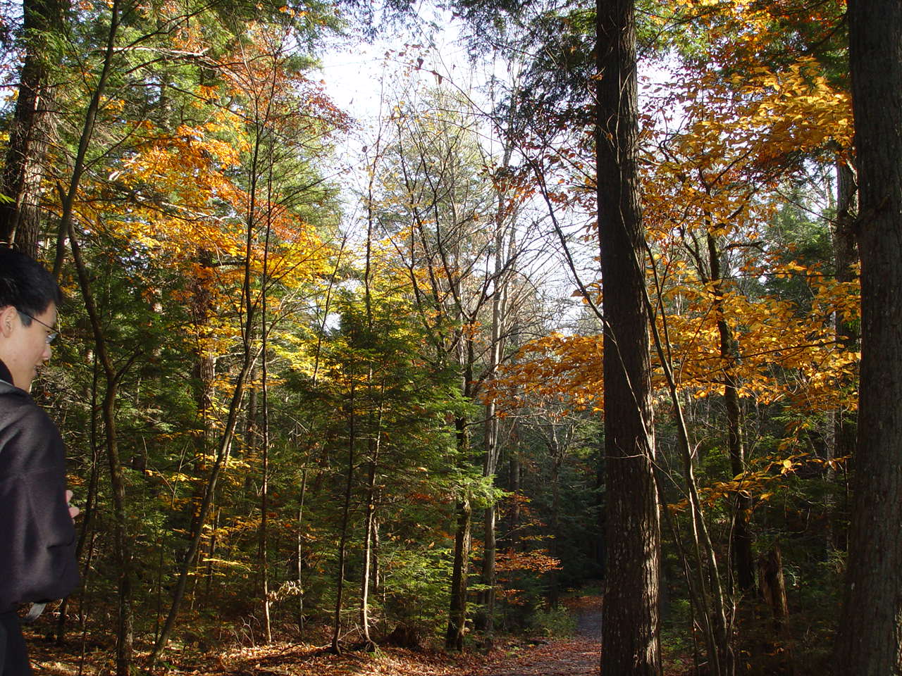 Fall foliage 2004