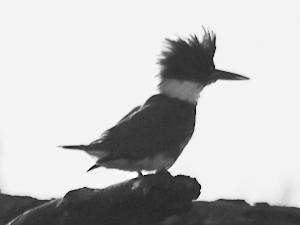 Misc. Birds