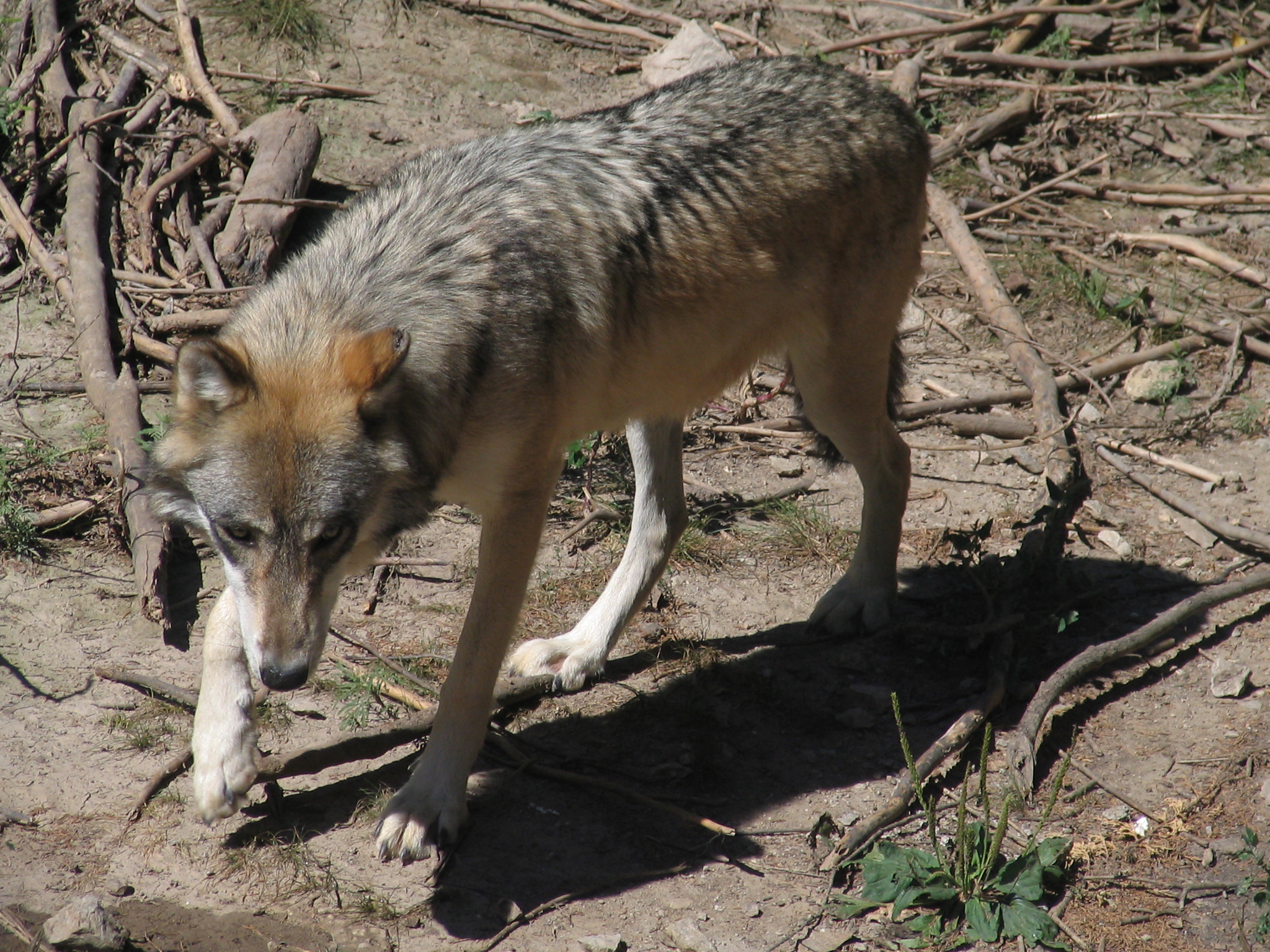 GrayWolf