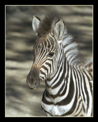 DSC_7067wf_zebra_youngport.jpg