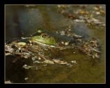 DSC_7301WF_SPRINGFROG.jpg