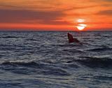 Whale breaching at sunset