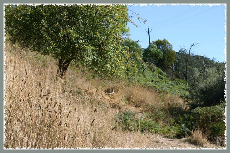 Remnant fruit tree