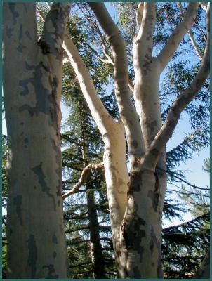 Eucalyptus and ceder