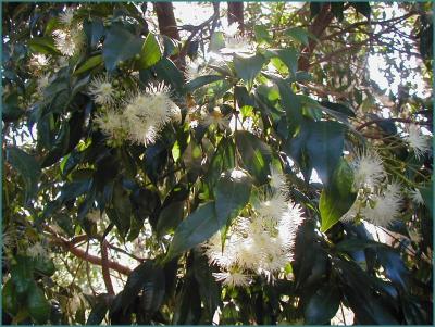 Syzygium luemannii - Riberry