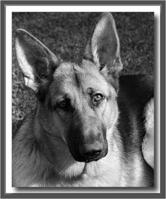 Bella (my cousin's dog) in bw