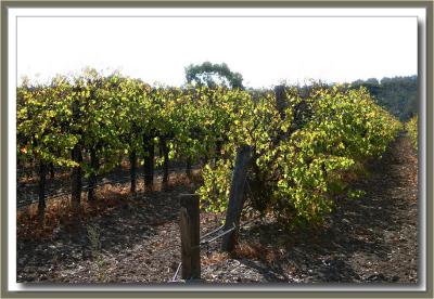 Autumn colours in the Southern Vales