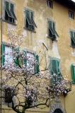 windows in Lucca