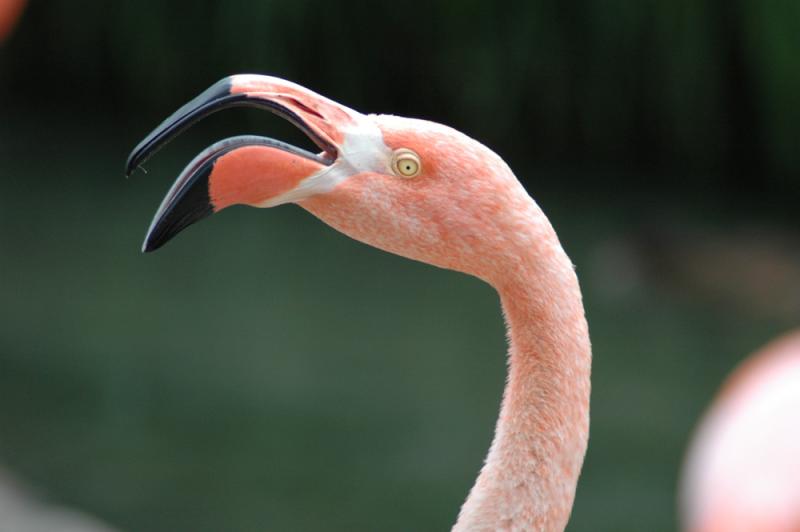 Pink Flamingo