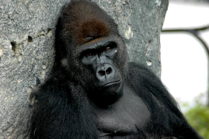Gorilla