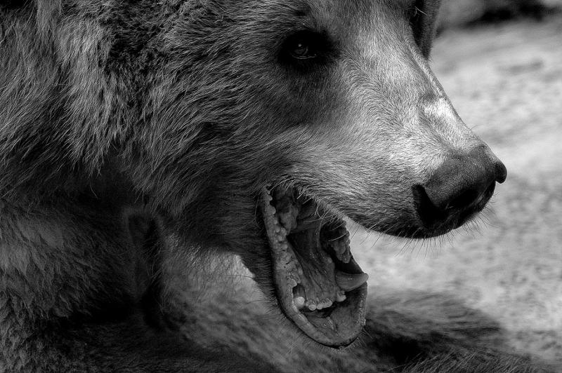 Alaskan Peninsula Brown Bear