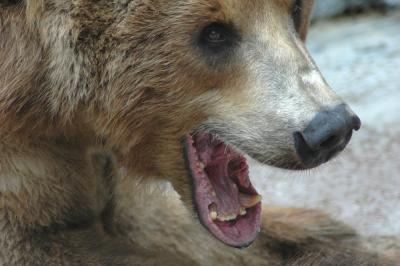 Alaskan Peninsula Brown Bear