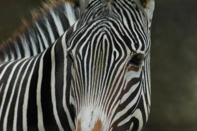 Greys Zebra