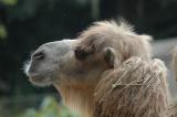Dromedary Camel