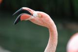 Pink Flamingo