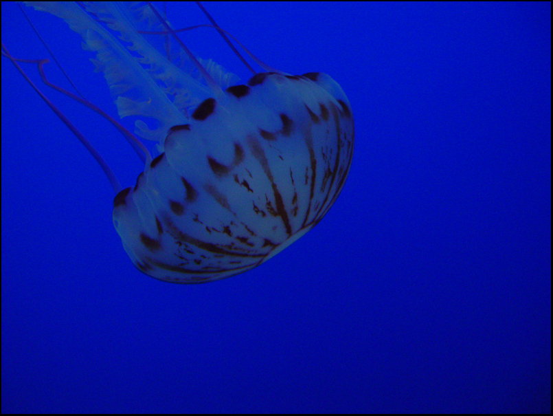 20041108 / Local Motion