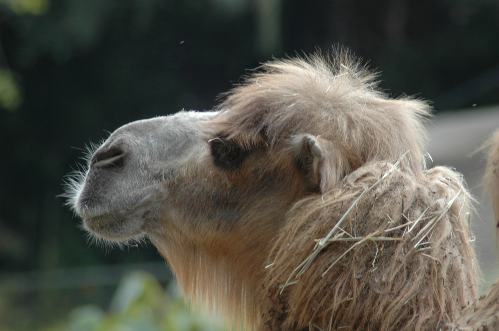 Dromedary Camel