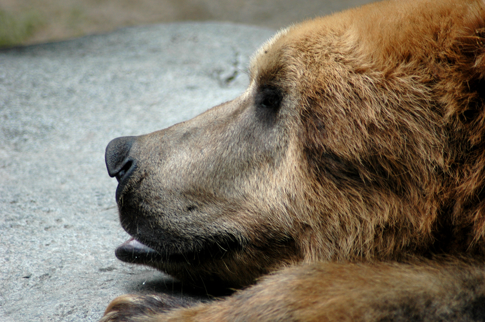 Alaskan Peninsula Brown Bear