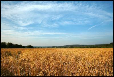 Cornfield